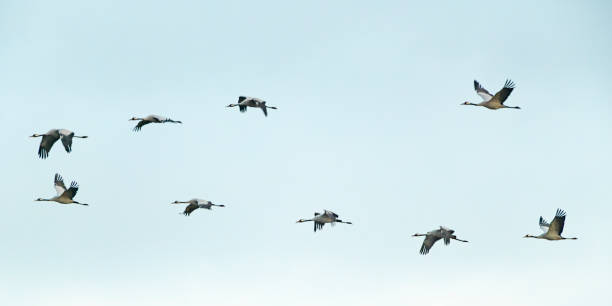 istock Crane birds or Common Cranes flying in a sunset during the autumn migration 1777918937