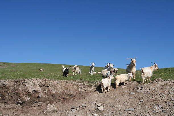istock Groups of sheep pasture and watch on grassland 177791981