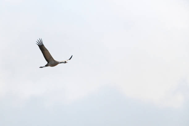 Crane birds or Common Cranes or Eurasian Cranes (Grus Grus) flying in mid air during the autumn migration over the moors of Diepholz in Germany.