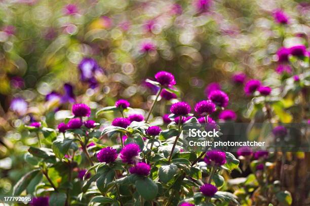 Photo libre de droit de Ageratum Houstonianum banque d'images et plus d'images libres de droit de Aliment - Aliment, Botanique, Capitule