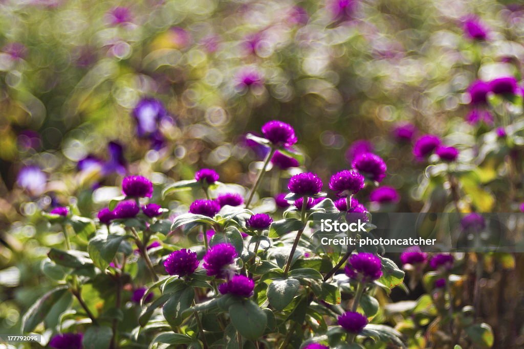Ageratum houstonianum - Стоковые фото Ботаника роялти-фри