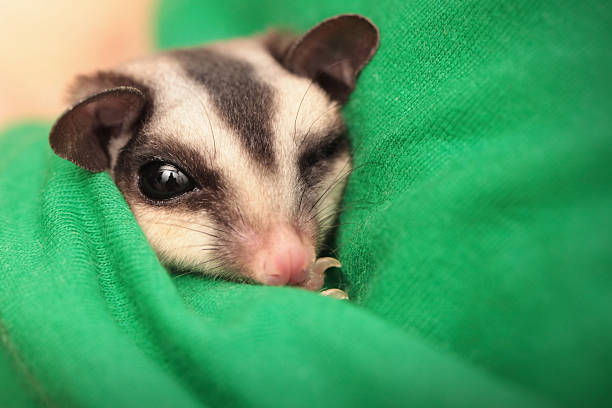 istock Small sugar glider (Petaurus breviceps) sleeps in green vets uniform 177792322