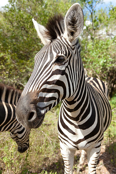 Zebra 에서 개척시대의 전면을 클로즈업 스��톡 사진