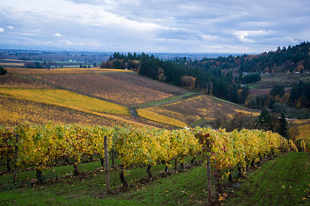 istock Autumn vineyards, Willamette Valley, Oregon 177792648