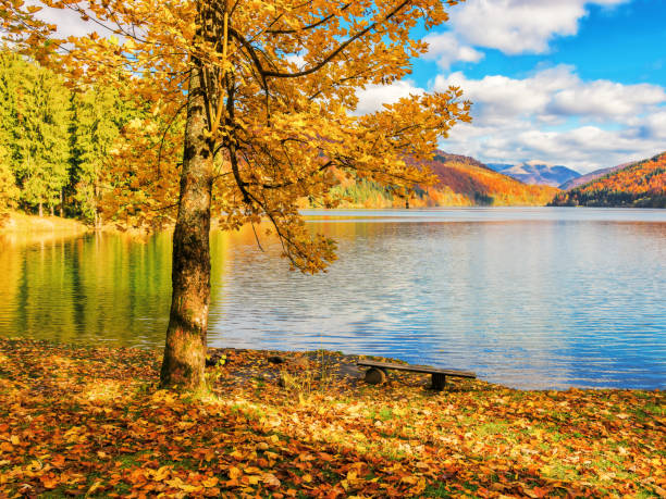 istock tree in bright fall colors near the lake 1777930797