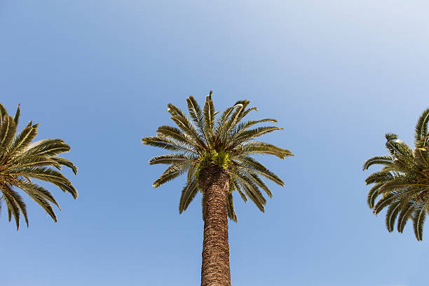 istock Bottom-up view of a beautiful palm tree with blue sky 177793116