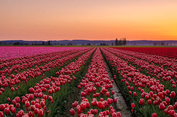 Sunset in Skagit Valley tulip fields