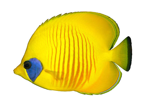 홍줄가면나비돔 - tropical fish saltwater fish butterflyfish fish 뉴스 사진 이미지