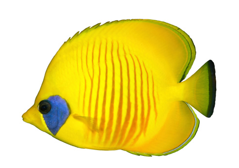 The yellow tang (Zebrasoma flavescens), also known as the lemon sailfin, yellow sailfin tang or somber surgeonfish , is a species of marine ray-finned fish belonging to the family Acanthuridae which includes the surgeonfishes, unicornfishes and tangs.