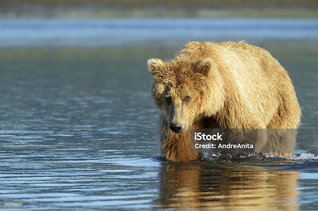 Grizzly Bear - Foto de stock de Agua libre de derechos