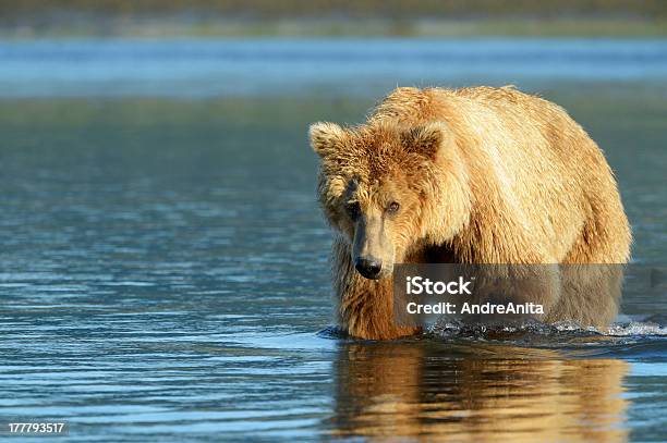그리즐리 베어 강에 대한 스톡 사진 및 기타 이미지 - 강, 걷기, 곰
