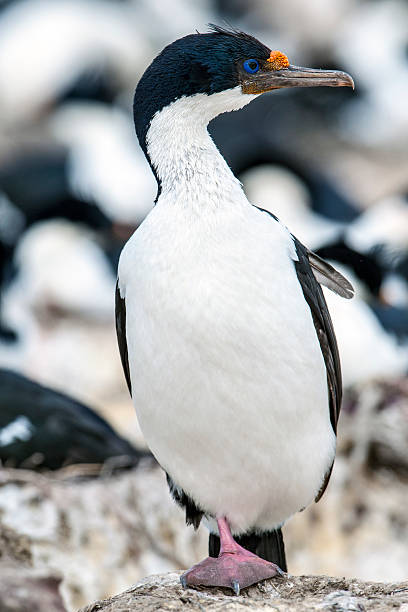 インペリアルコルモラント 1 つの - saunders island ストックフォトと画像