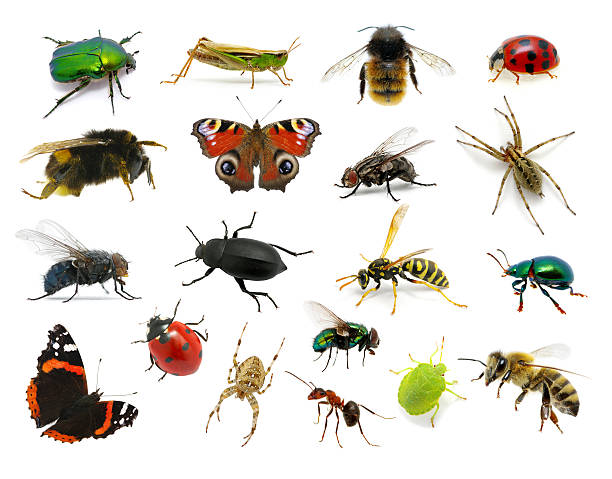 satz von insekten - biene fotos stock-fotos und bilder