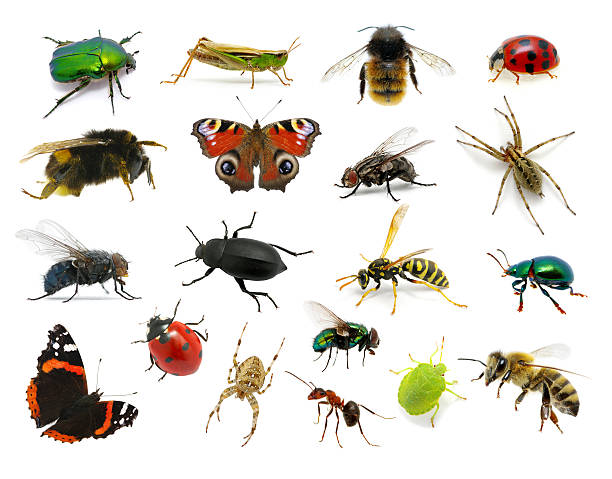 Set of insects Set of insects on white black and red butterfly stock pictures, royalty-free photos & images