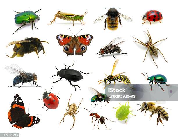Set Of Insects Stock Photo - Download Image Now - Insect, Cut Out, White Background