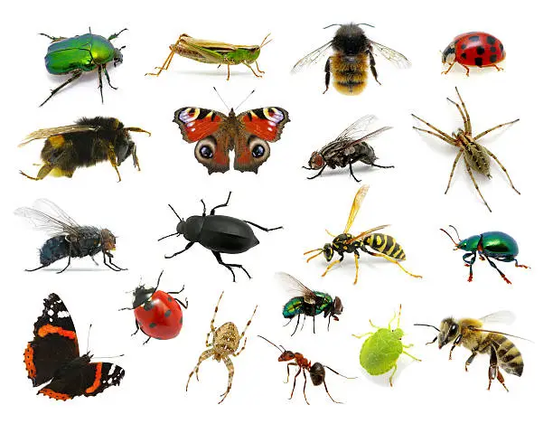 Set of insects on white
