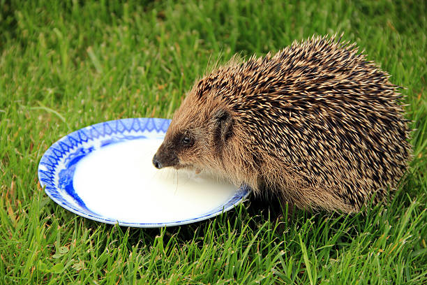 istock Young Hedgehog , close up - Milk Drinking 177793932