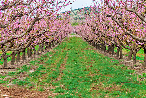 istock Row of blossoming Cherry trees 177793984