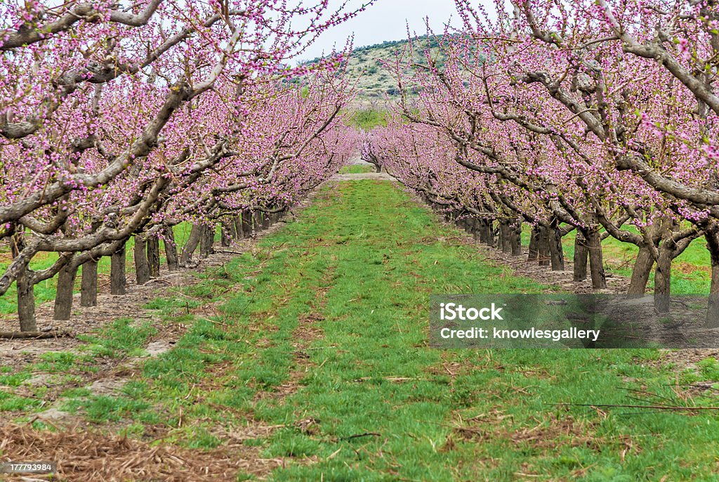 Linha de Árvores de cereja blossoming - Royalty-free Ao Ar Livre Foto de stock