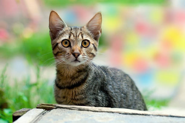 istock Young cat sitting outdoors 177794119
