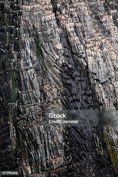 Bird Rookery On Basalt Rocks Stock Photo - Download Image Now - Animal, Animal Nest, Animal Themes