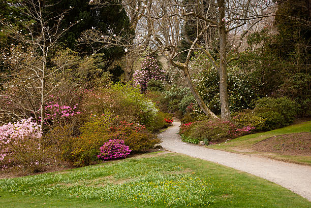 istock Garden path between shrubbery of azaleas 177794431