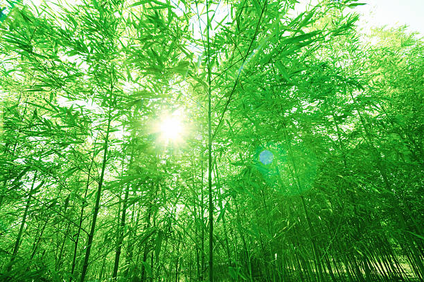 istock Spring bamboo forest with sprouts in morning sunshine glow 177794630