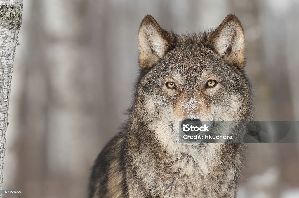 Grau Wolf-Canis lupus () Porträt - Lizenzfrei Wolf Stock-Foto