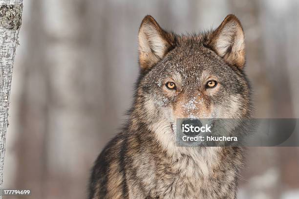 Grau Wolfcanis Lupus Porträt Stockfoto und mehr Bilder von Wolf - Wolf, Europäischer Wolf, Wildtier