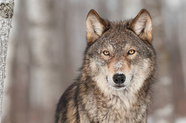 Grey Wolf (Canis lupus) Portrait stock photo