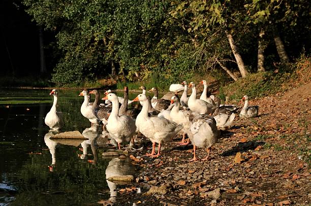 istock Lake of the ducks 177795107