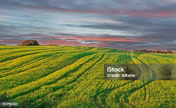 Prado Con Puesta De Sol Foto de stock y más banco de imágenes de Agricultura - Agricultura, Aire libre, Anochecer