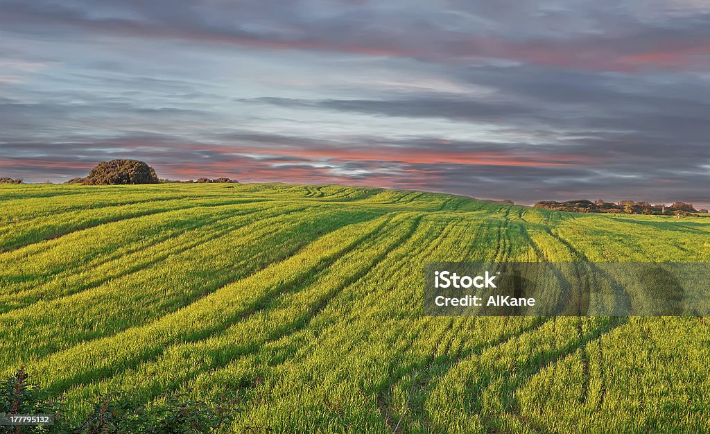 Prado com pôr do sol - Royalty-free Agricultura Foto de stock
