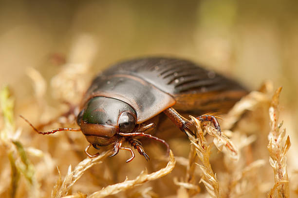 Dytiscus marginalis stock photo