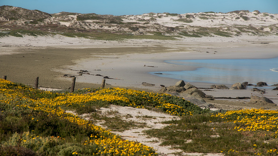 Springtime with lots of wildflowers blooming in the West Coat National Park at Langebaan on the Western Coast of South Africa.