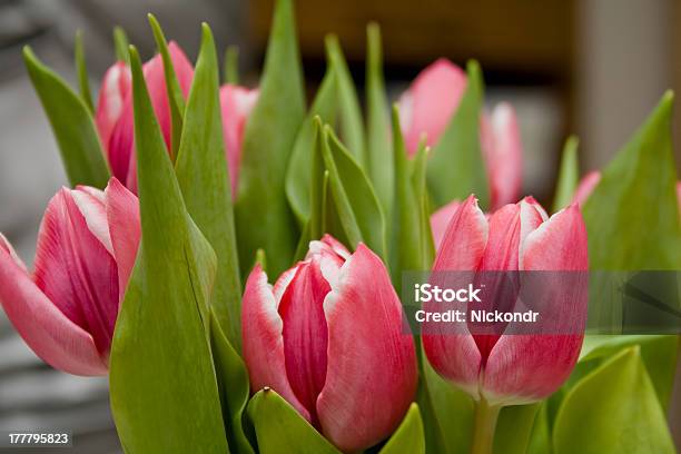 Photo libre de droit de Tulipes Rose Et Blanc Avec Feuilles Vertes banque d'images et plus d'images libres de droit de Anniversaire - Anniversaire, Bouquet formel, Cadeau