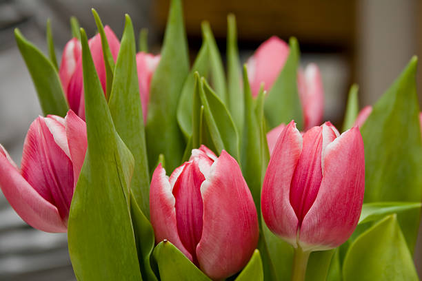 Cтоковое фото Розовые и белые тюльпаны с зеленые листья