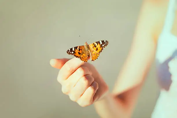 Photo of Beautiful butterfly