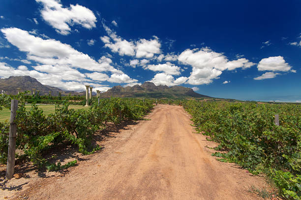 istock Wine route, stellenbosch, South Africa 177795958