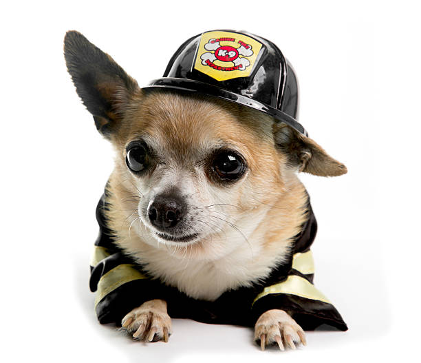 istock Firefirghter Chihuahau 177796026
