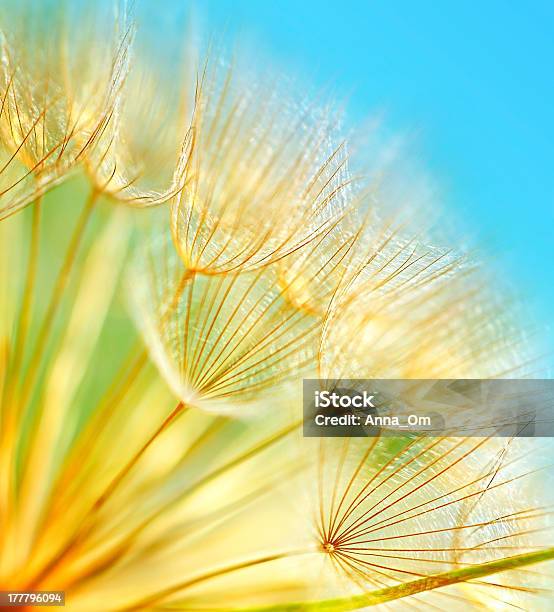 Foto de Macio Flores De Dentedeleão e mais fotos de stock de Abstrato - Abstrato, Azul, Beleza natural - Natureza