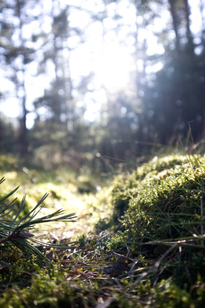 istock Close-up view of a forest clearing covered with moss with space for a template 1777961279