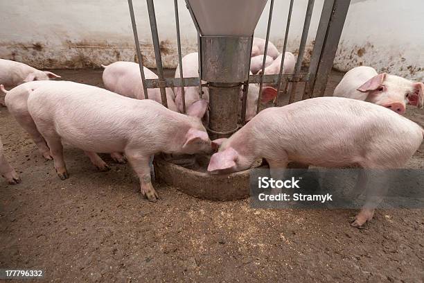 Photo libre de droit de Élevage De Cochon banque d'images et plus d'images libres de droit de Agriculture - Agriculture, Animaux domestiques, Bétail