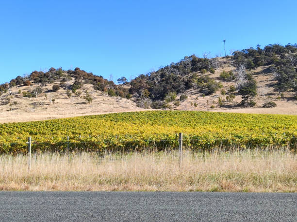 istock Vineyards on the Tasmania east coast 1777964908