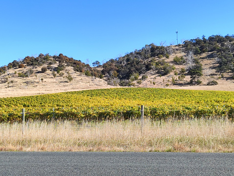 Vineyards along the Tasman highway on the east coast of Tasmania, Australia.