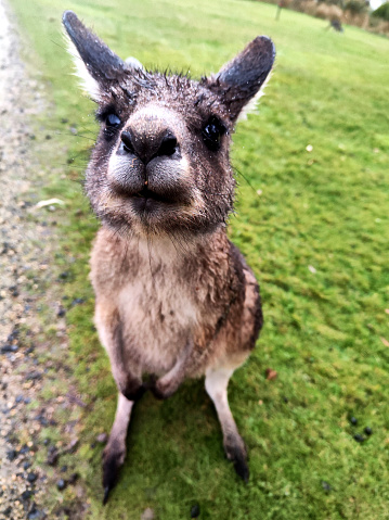 Wallaby at a nature reserve in Bicheno, a town on the east coast of Tasmania.