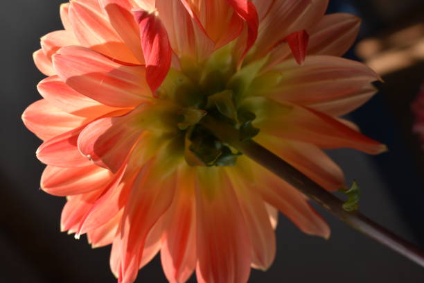 istock Back side of a dahlia flower with a black background. 1777965445