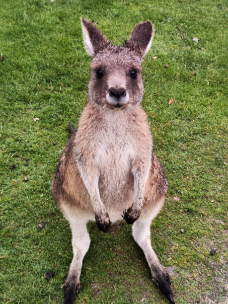 istock Wallaby in Tasmania 1777965463
