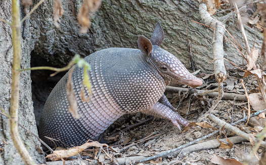 Nine-banded armadillo (Dasypus novemcinctus) getting out of a burrow in the United States. The nine-banded armadillo is a solitary, mainly nocturnal animal, found in many kinds of habitats, from mature and secondary rainforests to grassland and dry scrub. It is an insectivore, feeding chiefly on ants, termites, and other small invertebrates. It is the state small mammal of Texas.