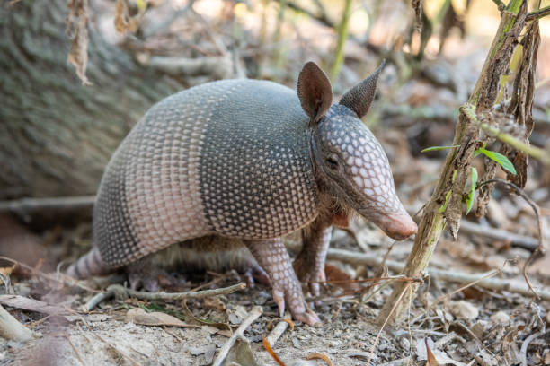 Nine-banded armadillo (Dasypus novemcinctus) in the United States. The nine-banded armadillo is a solitary, mainly nocturnal animal, found in many kinds of habitats, from mature and secondary rainforests to grassland and dry scrub. It is an insectivore, feeding chiefly on ants, termites, and other small invertebrates. It is the state small mammal of Texas. armadillo de nueve bandas (dasypus novemcinctus) en los estados unidos. el armadillo de nueve bandas es un animal solitario, principalmente nocturno, que se encuentra en muchos tipos de hábitats, desde bosques tropicales maduros y secundarios hasta pastiz
